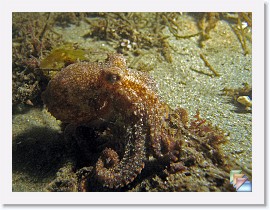 2008-09-09 Redondo Night Dive * (25 Slides)